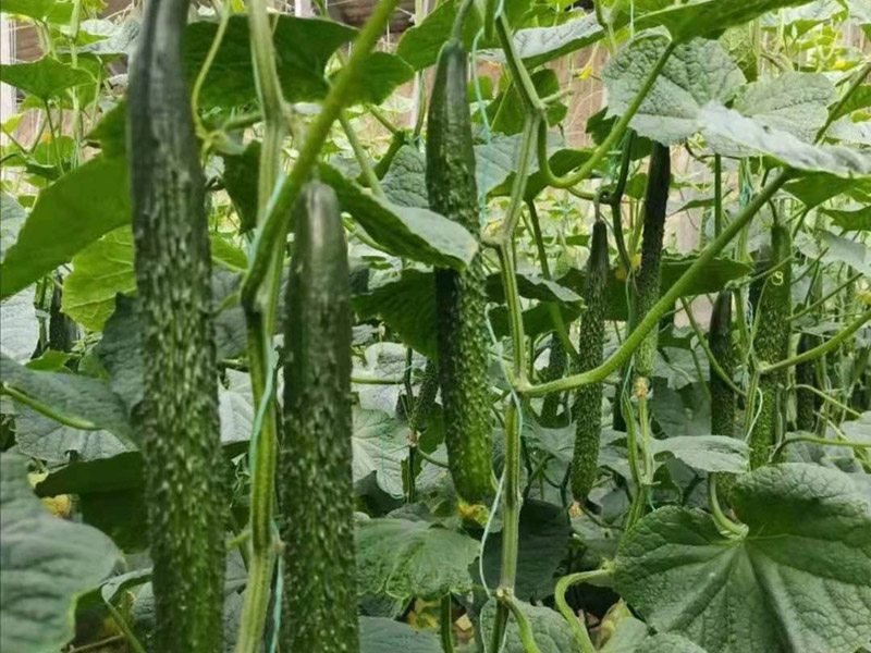 黃瓜開(kāi)花期用什么肥料好？