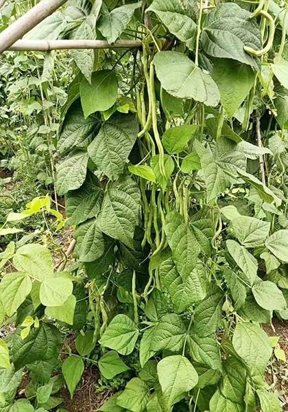 無(wú)絲豆使用案例